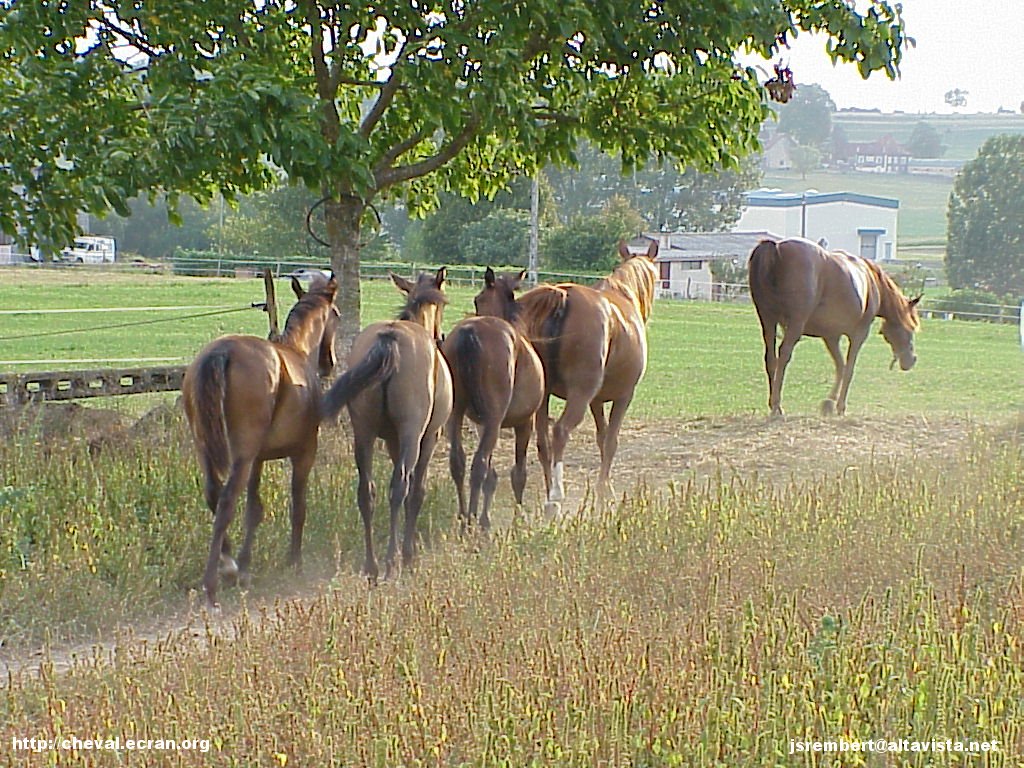 1024_fonds_ecran_wallpaper_fonds d'écran_fond d'ecran_fonds d'ecran_wallpaper_wallpapers_fond_écran_ecran_fonds_écrans_ecrans