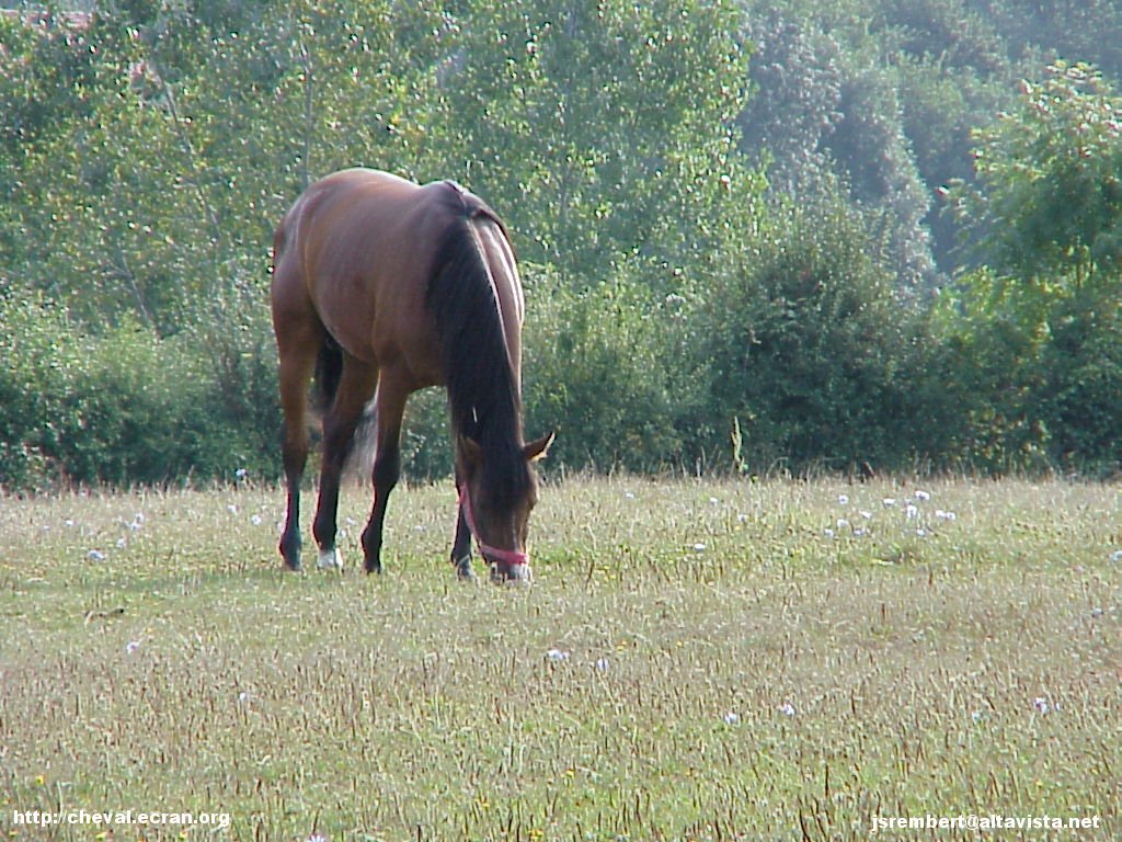 1024_fonds_ecran_wallpaper_fonds d'écran_fond d'ecran_fonds d'ecran_wallpaper_wallpapers_fond_écran_ecran_fonds_écrans_ecrans