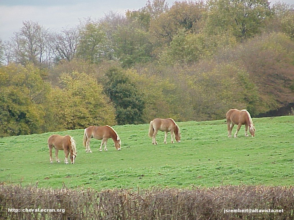 1024_fonds_ecran_wallpaper_fonds d'écran_fond d'ecran_fonds d'ecran_wallpaper_wallpapers_fond_écran_ecran_fonds_écrans_ecrans