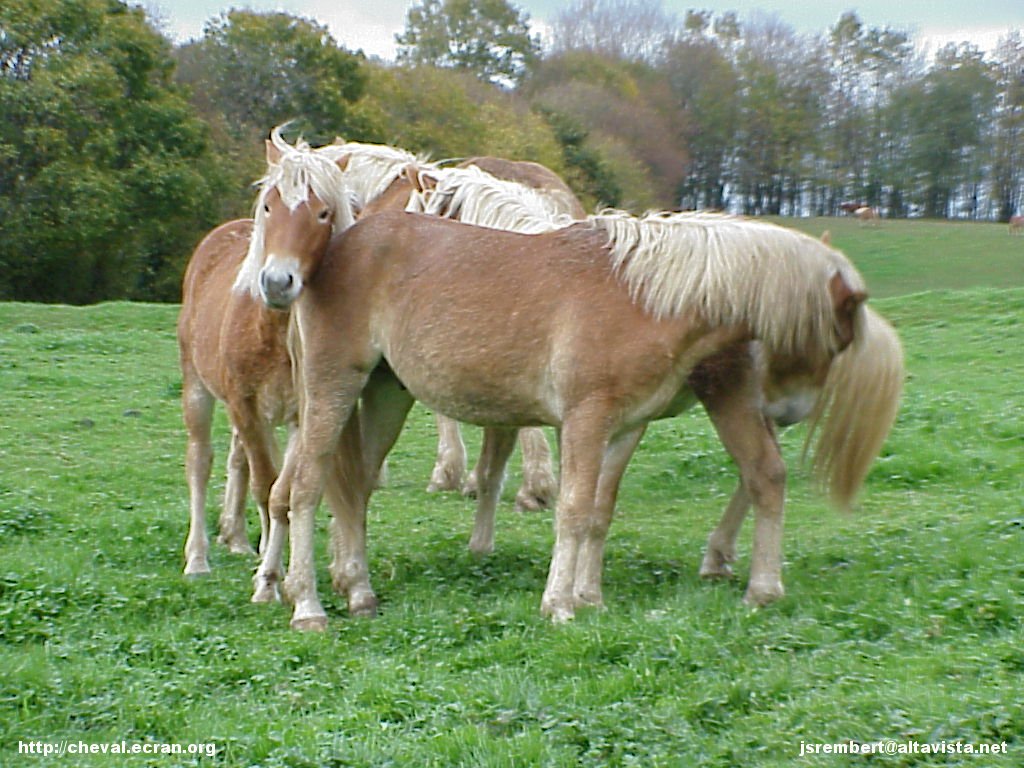 1024_fonds_ecran_wallpaper_fonds d'écran_fond d'ecran_fonds d'ecran_wallpaper_wallpapers_fond_écran_ecran_fonds_écrans_ecrans