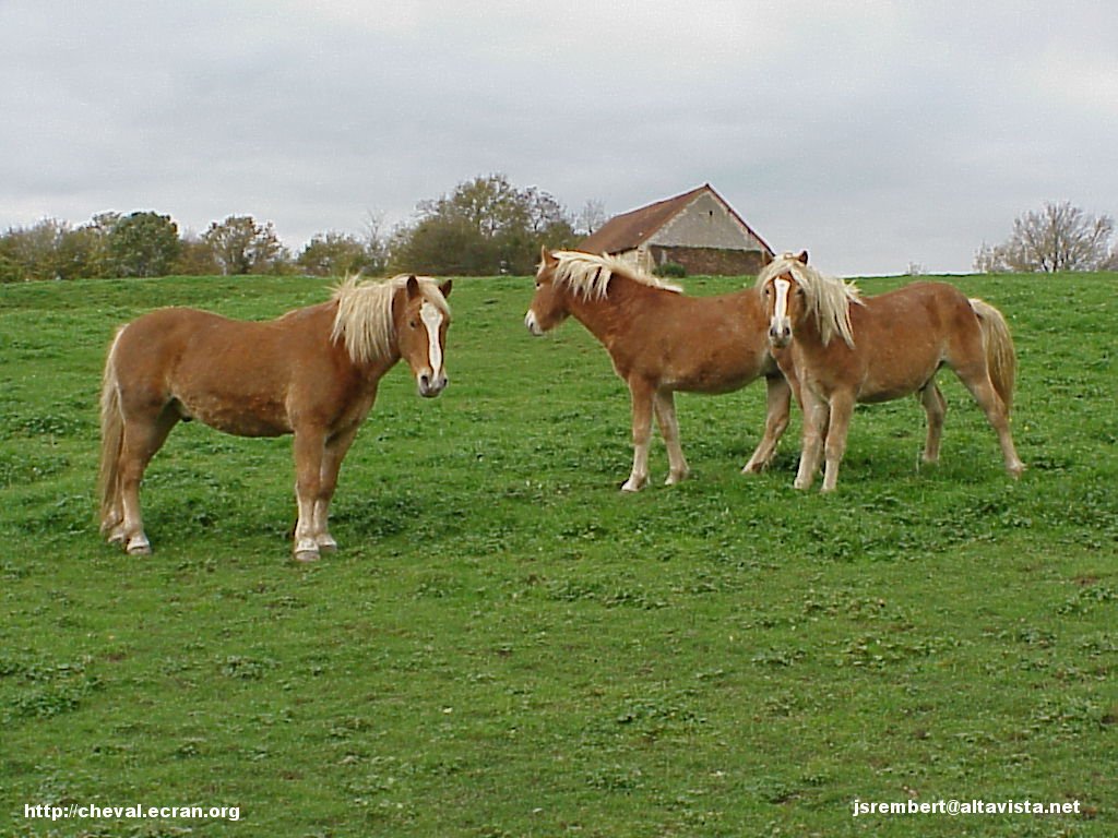 1024_fonds_ecran_wallpaper_fonds d'écran_fond d'ecran_fonds d'ecran_wallpaper_wallpapers_fond_écran_ecran_fonds_écrans_ecrans