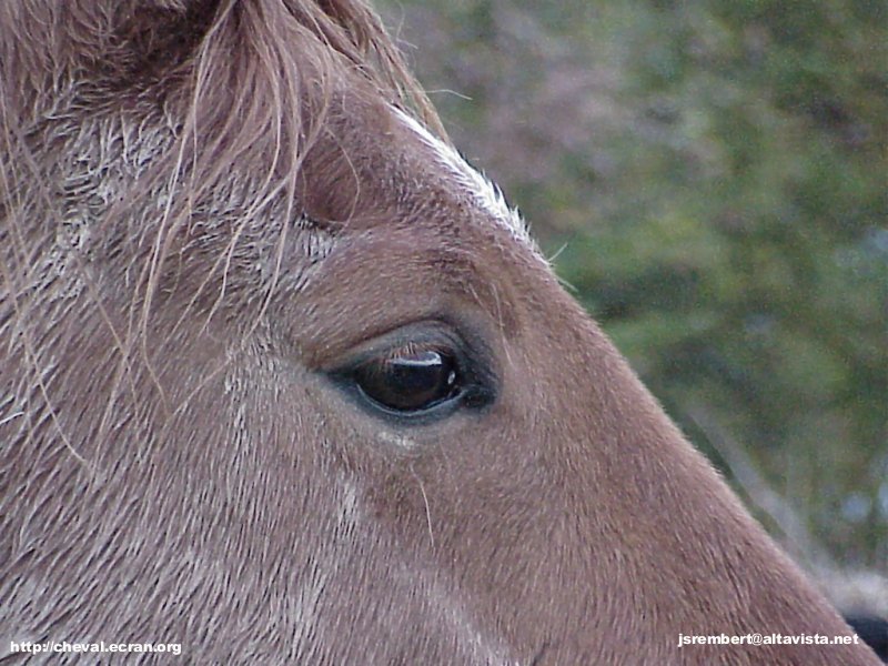 1024_fonds_ecran_wallpaper_fonds d'écran_fond d'ecran_fonds d'ecran_wallpaper_wallpapers_fond_écran_ecran_fonds_écrans_ecrans